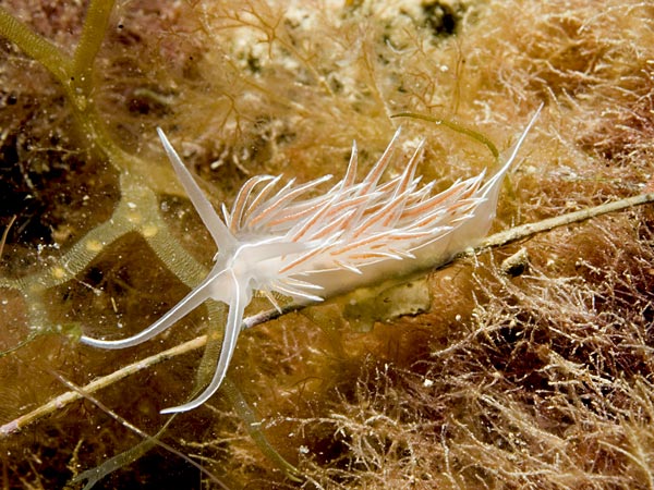 Flabellina lineata